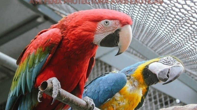 Imagen del artículo