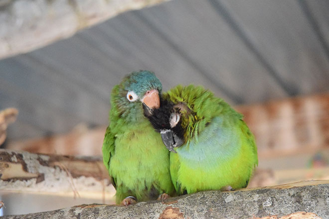 Imagen de causa en Coral