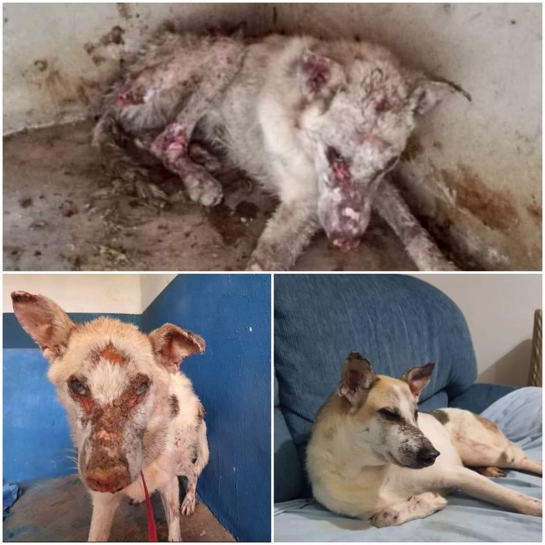 El Loco de los Perros