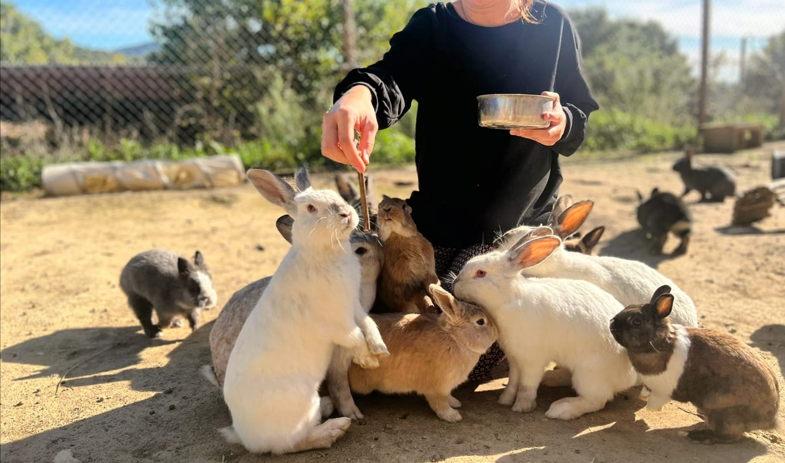 Imagen de causa en Coral