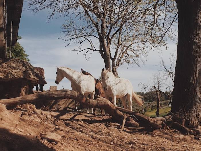 Imagen de causa en Coral